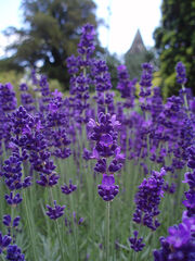 Lavender Blue