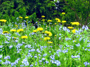 Field of Weeds