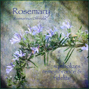 Rosemary