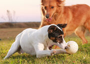 Dogs playing ball
