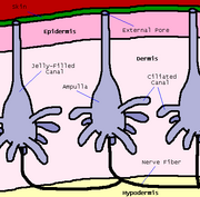 Ampullae Diagram