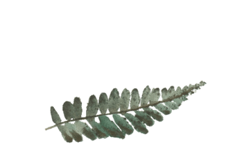File:Colorful Fern Leaf-1.gif.png