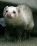 Mustela putorius furo