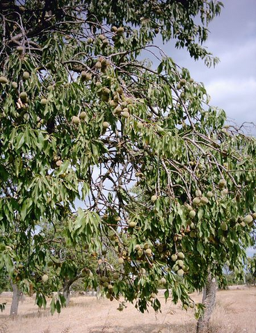 File:Wikialmond.png