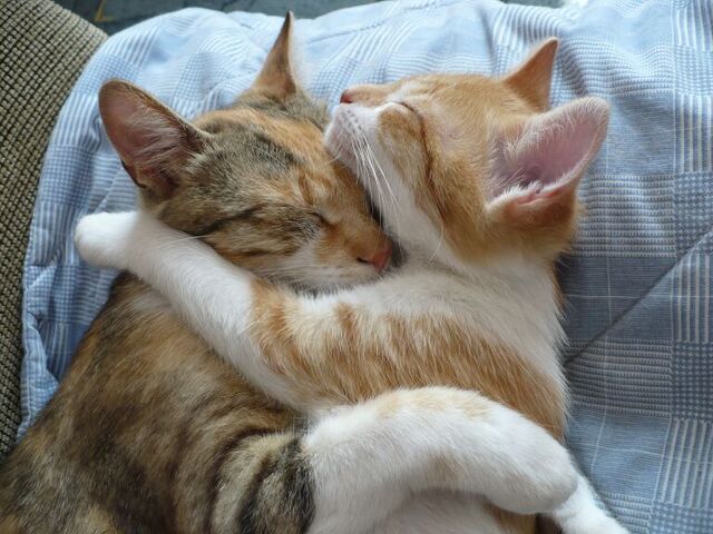 Archivo:Cats-hugging-11162010-12.jpg