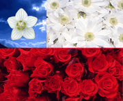 Sp15-bandera-chile-flores