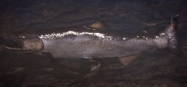 Datei:Lachs.jpg