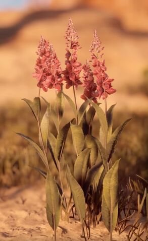 File:Valley's Blush.jpg