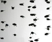 Swarmofinsects