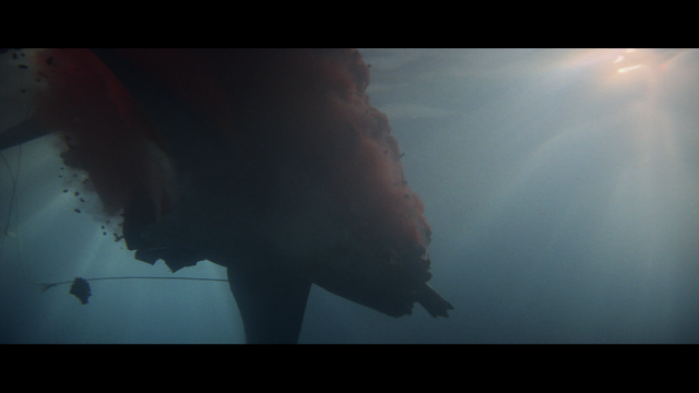 File:Shark death.png