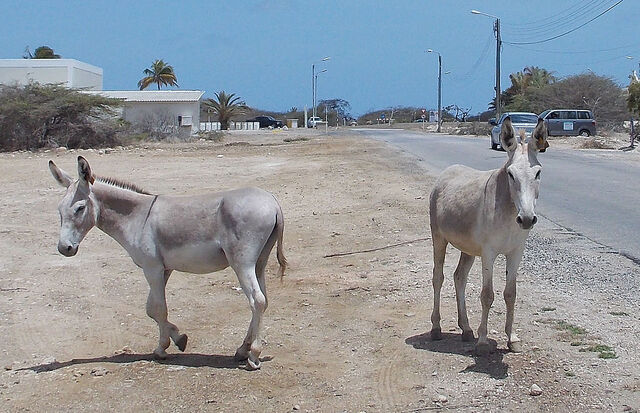 File:Image-1470840247.jpeg
