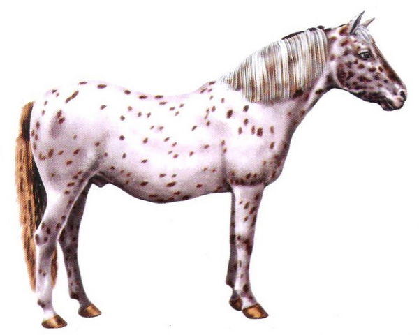 File:American pony.png