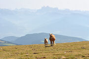 Horses on Villanderalm