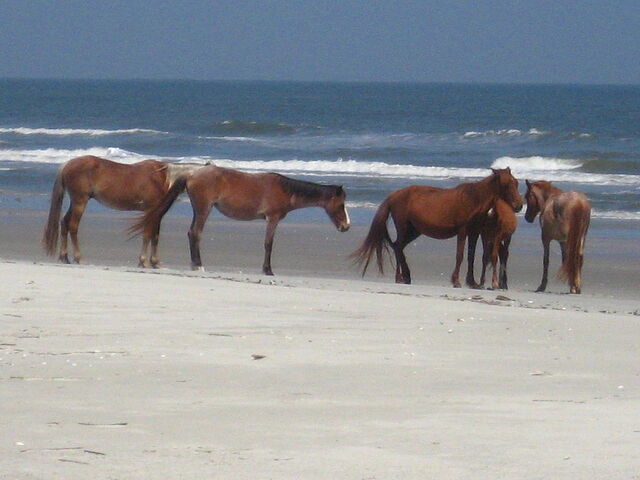File:Image-1471006026.jpeg