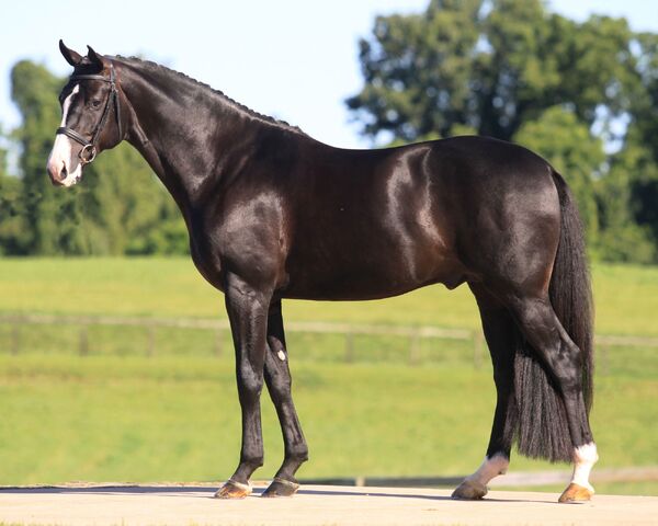 File:Hanoverian.jpg