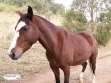 Brumby2