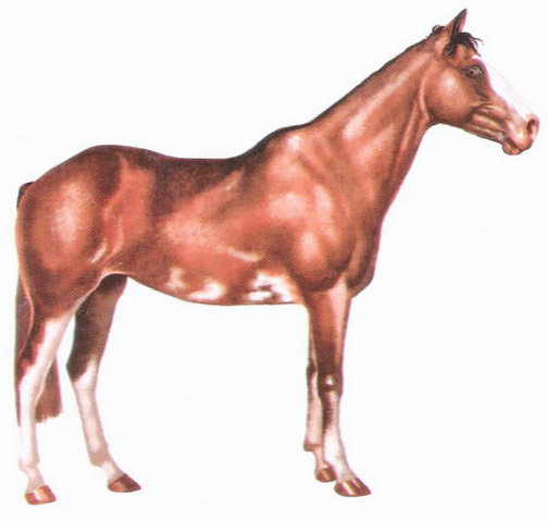 File:Criollo.png