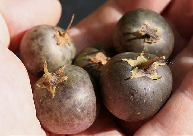 File:800px-Potato fruits.jpg