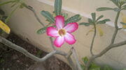 Adenium Obesum Flower,my front yard, Gurgaon, India