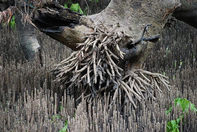 File:800px-Pneumatophore overkill - grey mangrove.jpg