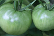 Tomatoes Green