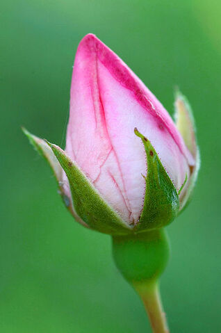 File:Rose bud.jpg