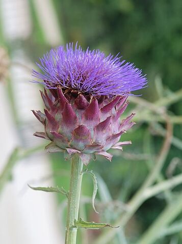 File:447px-Cynara July 2011-1.jpg