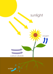 220px-Photosynthesis