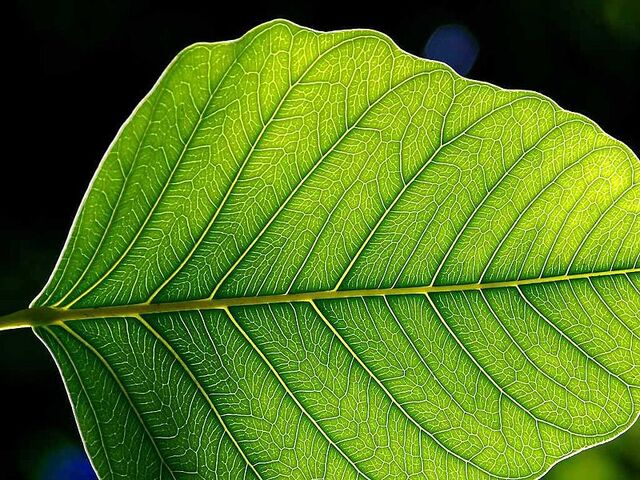 File:800px-Leaf 1 web.jpg