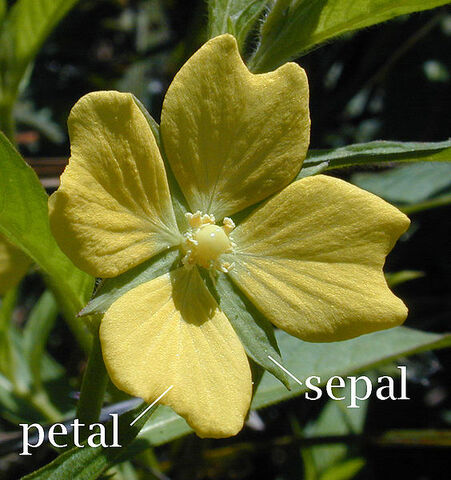 File:564px-Petal-sepal.jpg