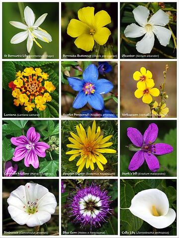 File:451px-Flower poster 2.jpg