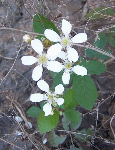 File:462px-DewberriesWeb.jpg