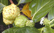 Noni fruit dev