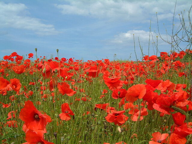File:800px-Poppy2004.jpg