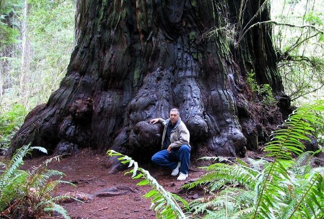 File:800px-Redwood M D Vaden.jpg