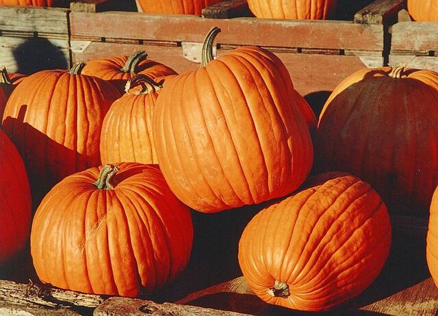 File:800px-Pumpkins.jpg