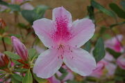 800px-PinkAzalea