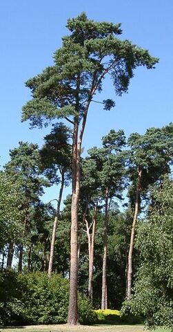File:313px-PinusSylvestris.jpg