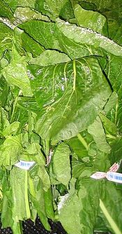 Turnip Greens-1