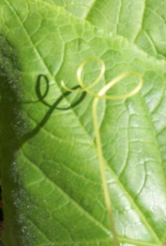 File:404px-Cucumber vine in New Jersey.jpg