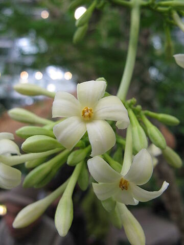 File:Carica papaya1.jpg