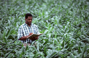 800px-Cropscientist