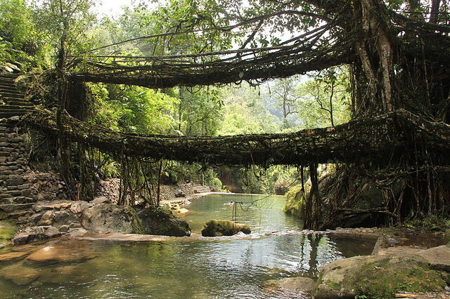 File:800px-Living root bridges, Nongriat village, Meghalaya2.jpg