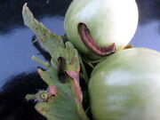 Tomato fruitworm