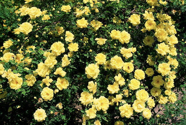 File:800px-Rosa 'Harison's Yellow'.jpg