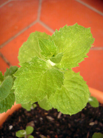 File:Spearmint.jpg
