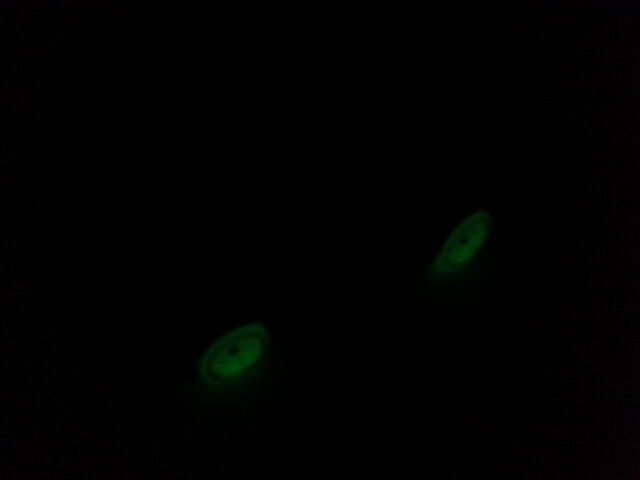 File:Retro-Active Glow-in-the-Dark.jpg