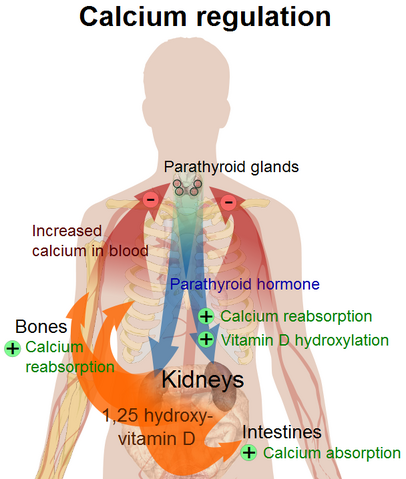 File:Calcium regulation.png