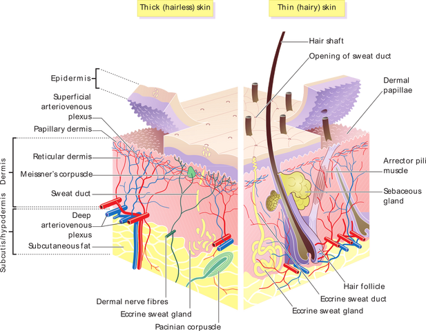 File:Skin layers.png
