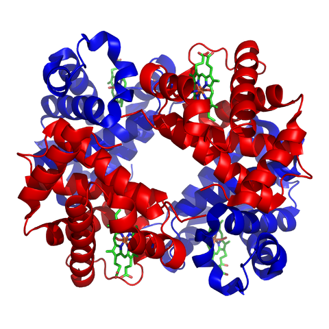 File:1GZX Haemoglobin.png